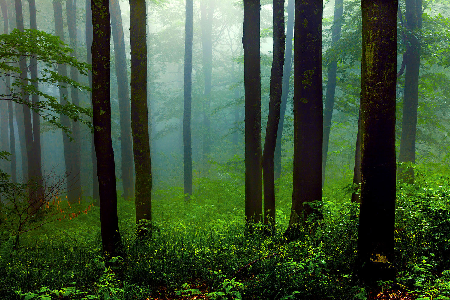 Green Forest