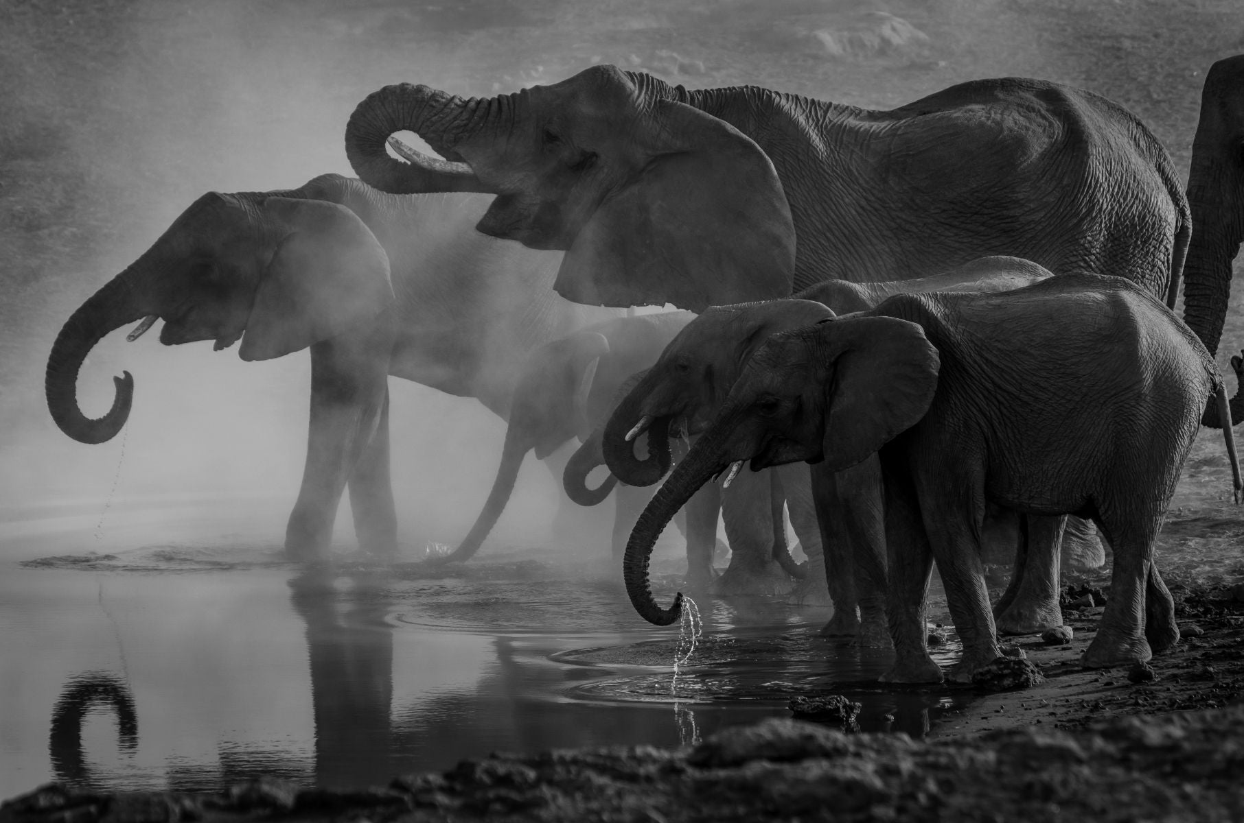 Africa - Elephants
