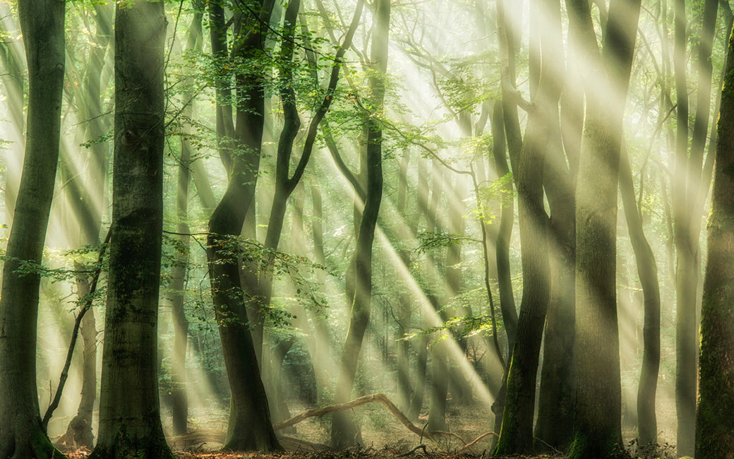 Lars Van de Goor