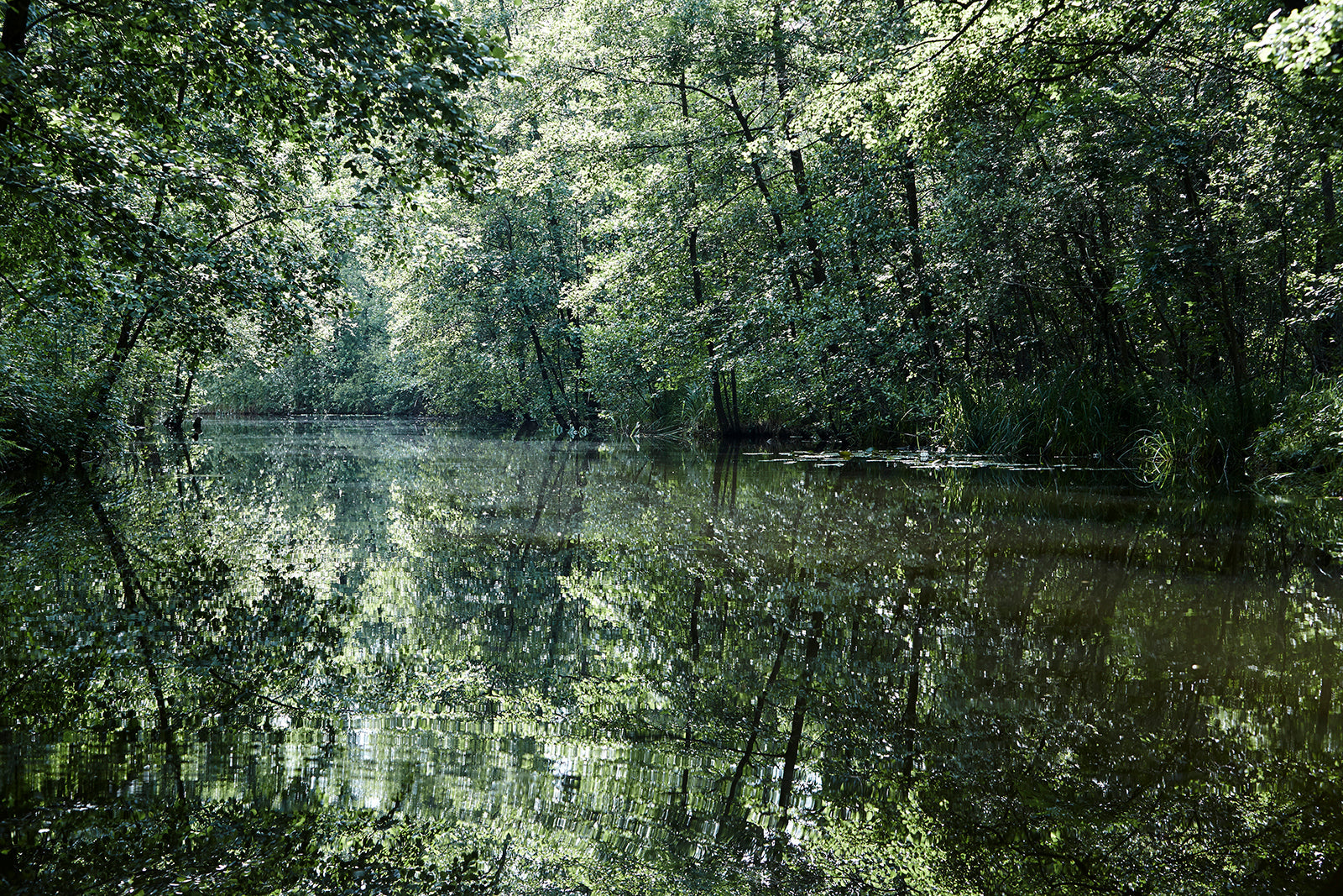 NATUREZA