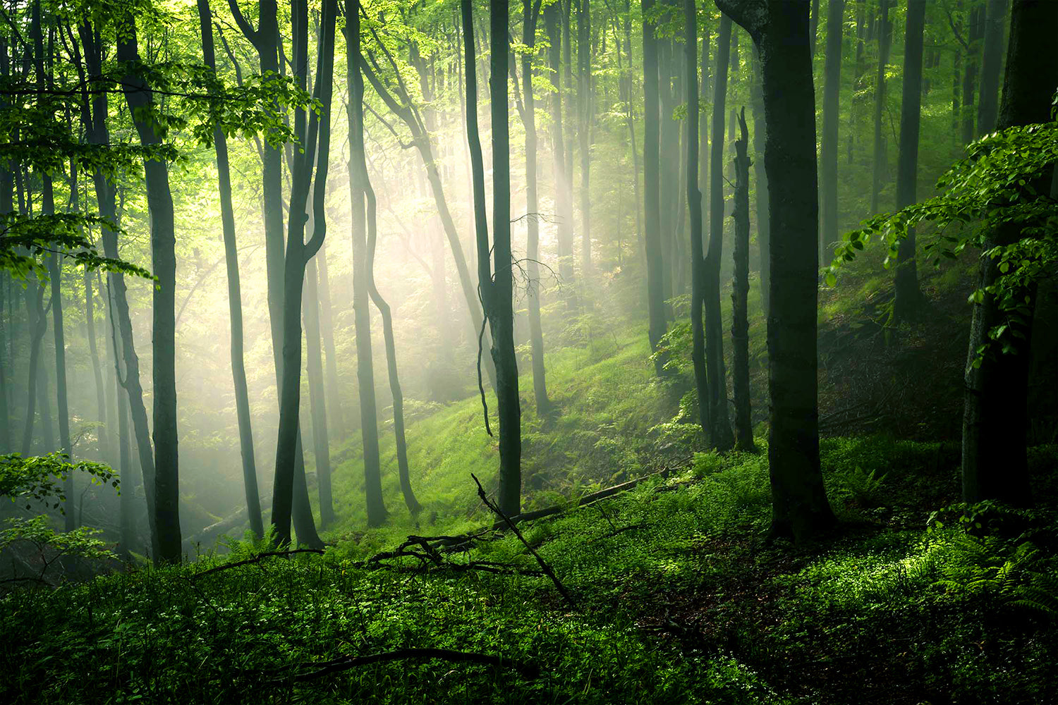 Living forest
