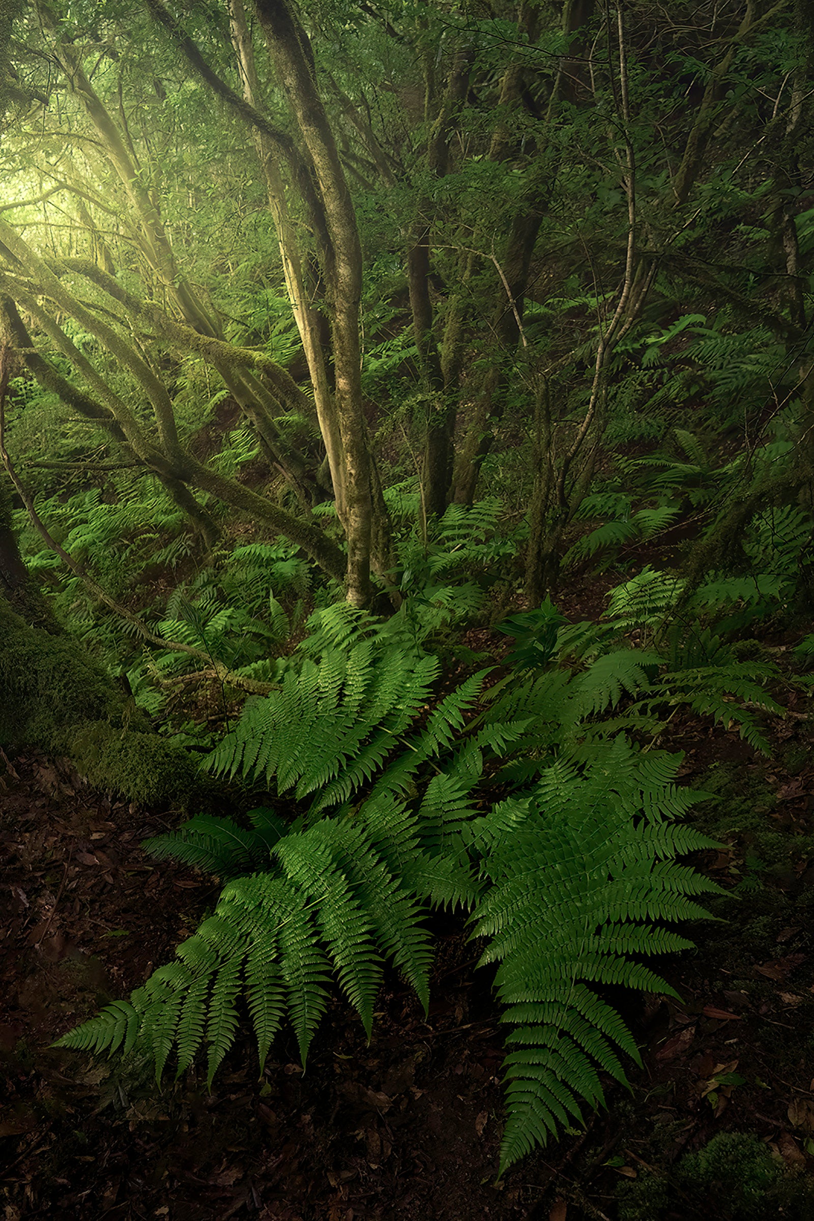Anaga Ferns II