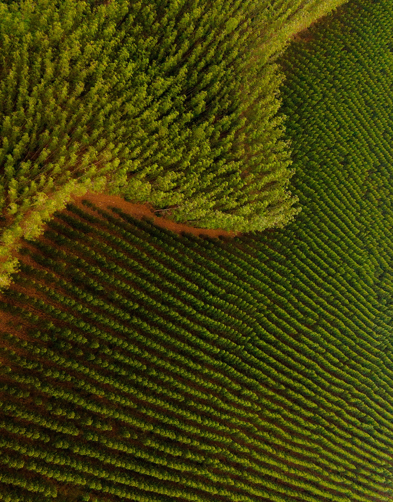 Vento e verde - Caraíva
