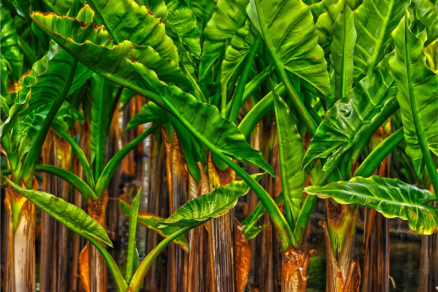 Bananeiras