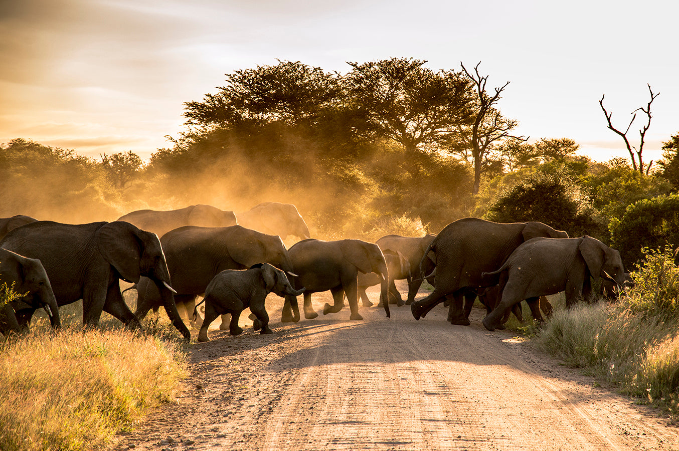 Elephant crossing