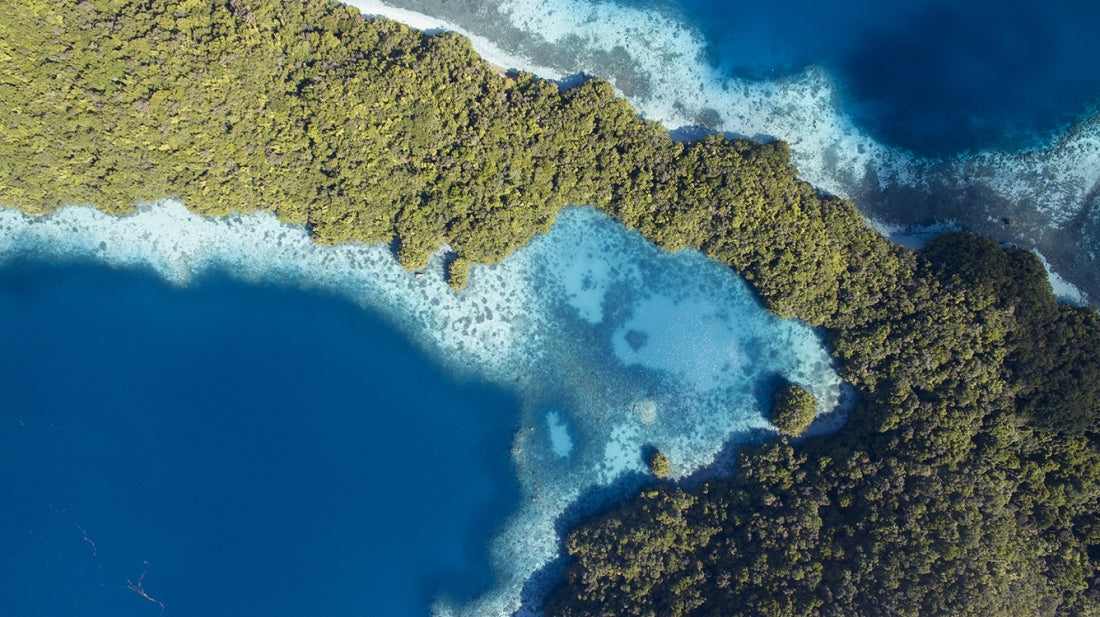 Jellyfish Lake - Palau