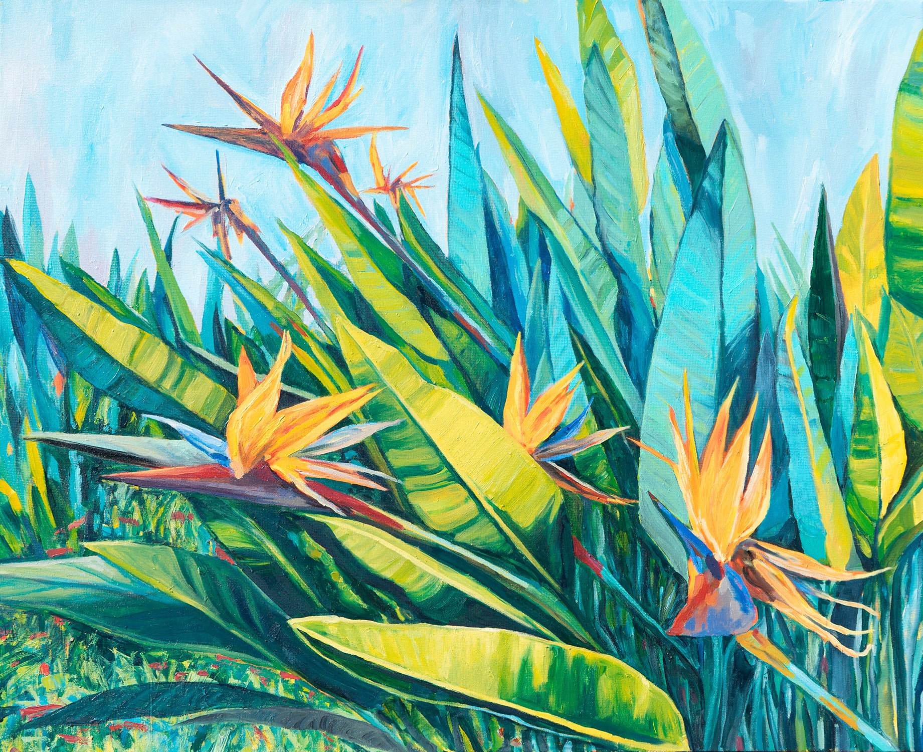 Birds of paradise