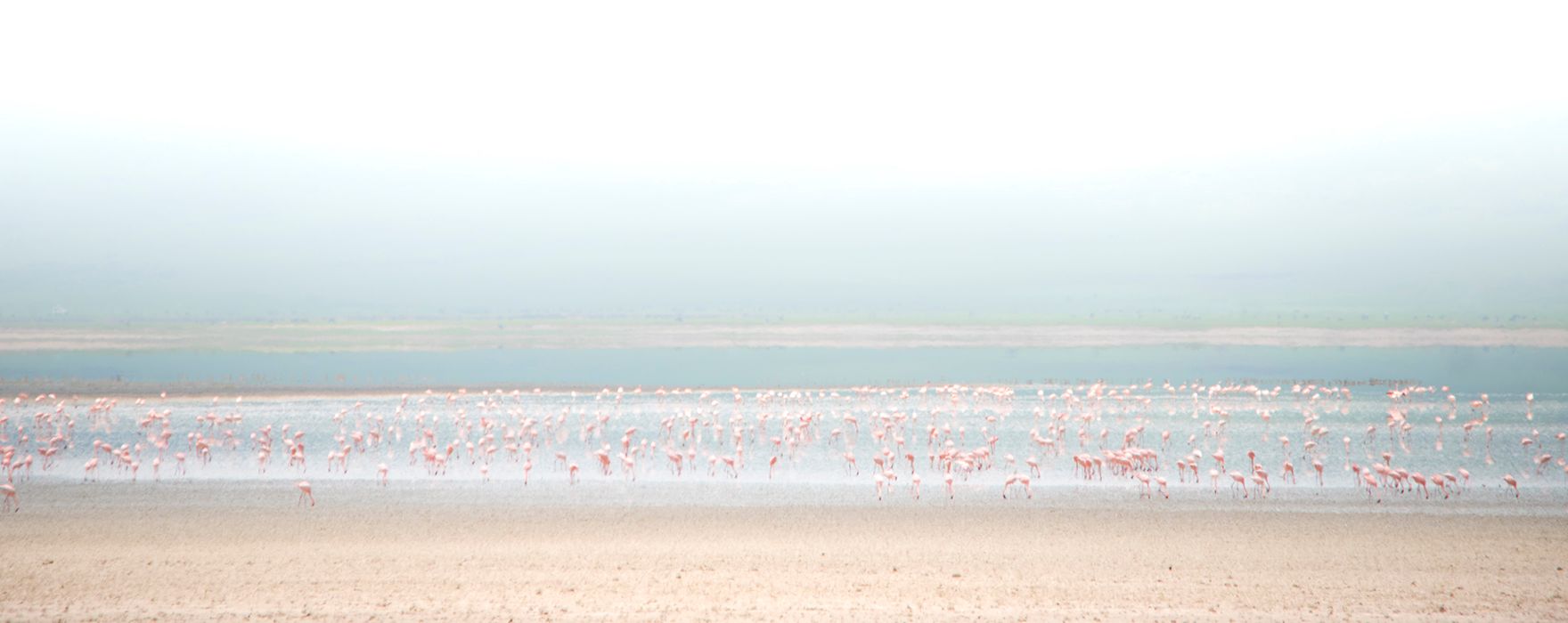 Flamingo Landscape