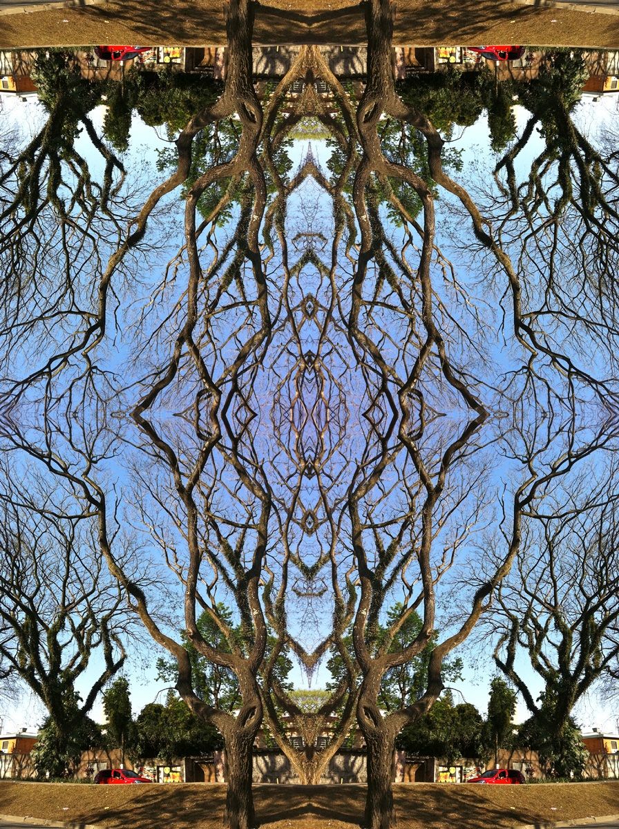 Kaleidoscopic Trees III