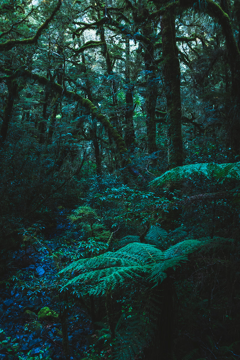 Idyllic Landscape - Catlins Enchanted Forest